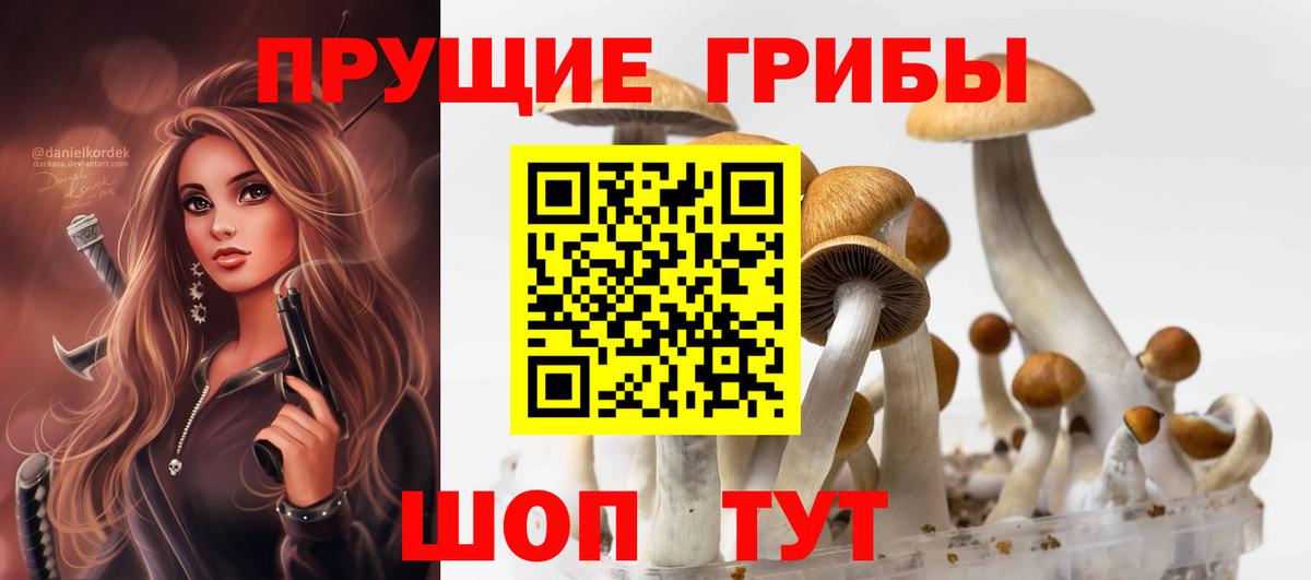 Галлюциногенные грибы Psilocybe Зима